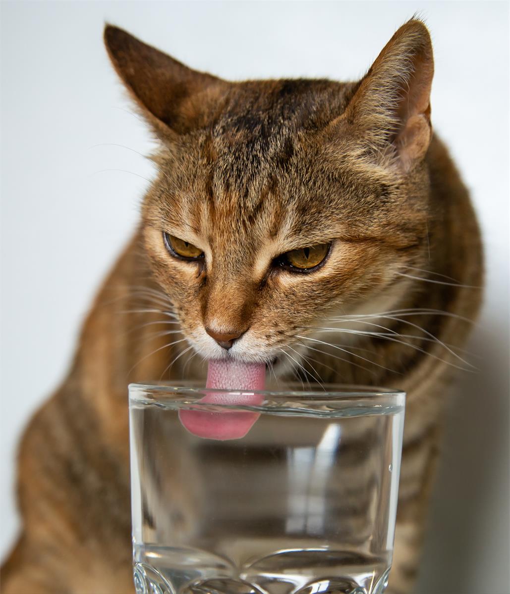 Cat drinking water
